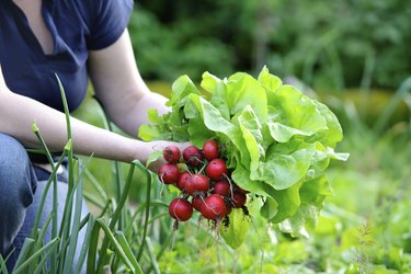 picking vegetables