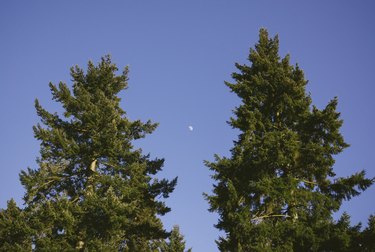 Moon in clear blue evening sky above Douglas Fir trees.
