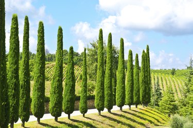 Cypresses