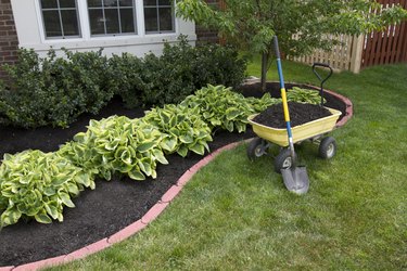 Mulching hostas.