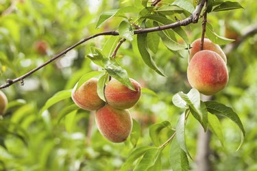 Peaches on a tree