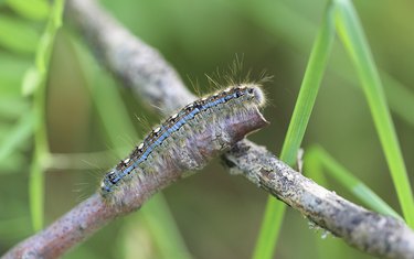 Forest Tent Caterpillar
