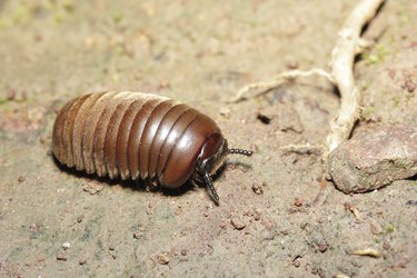 Close up Pill-bug