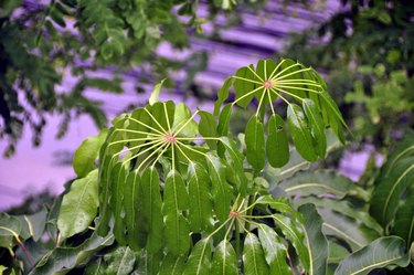 Queensland Umbrella Tree (Schefflera actinophylla)