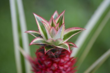 Pineapple plant close-up