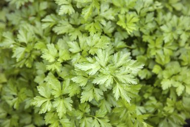 parsley in garden