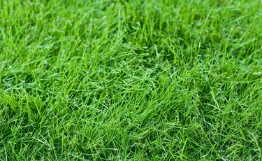 Young Fescue Grass