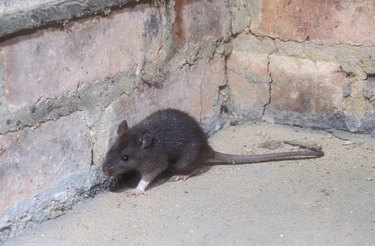 Brown rat, Rattus norvegicus