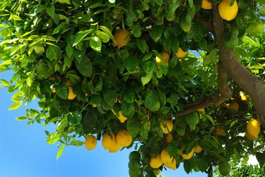 Lemons on tree.