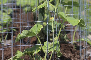 Cucumber Vine