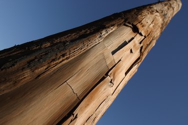 Tall tree trunk with peeling bark