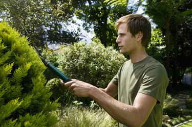 Man trimming a bush