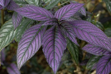 persian shield