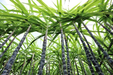 sugarcane plantation