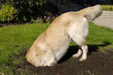 Golden Retriever dog digging hole