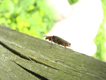 Soldier Beetle