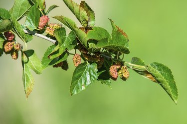 Mulberries