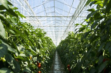 Interior of greenhouse