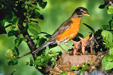 Species Spotlight: American Robin