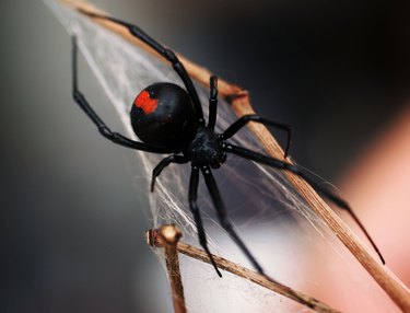 widow redback