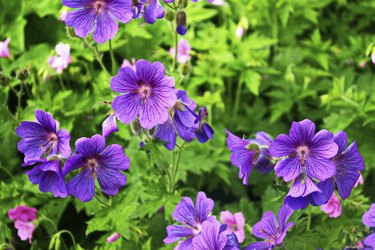 purple geranium