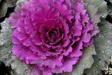 Purple cabbage