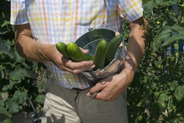 Person holding cucumbers