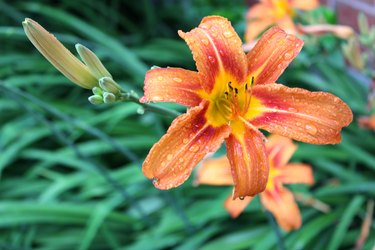 Tiger Lily and Buds