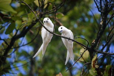 White birds in tree