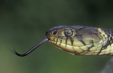 Grass snake, Natrix natrixx