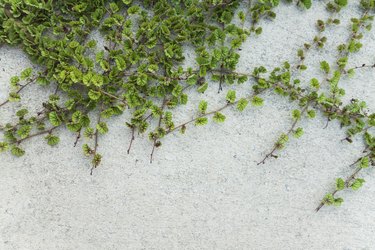 Green Creeper Plant on wall texture
