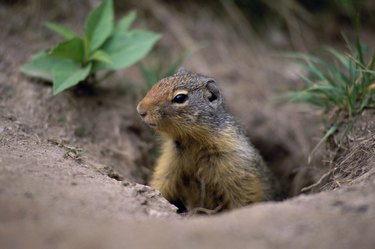 Ground Squirrel in a hole