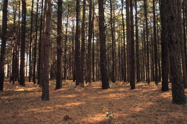 Grove of pine trees