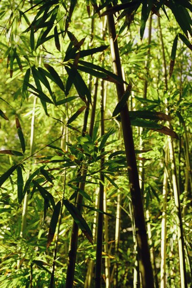 Bamboo forest, Maui, Hawaii