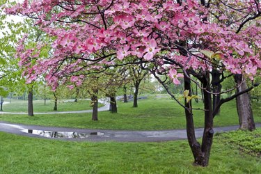 Flowering Dogwood