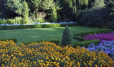 Flowers in park