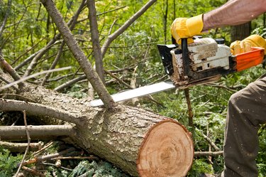 Hands of logger slicing tree with chainsaw