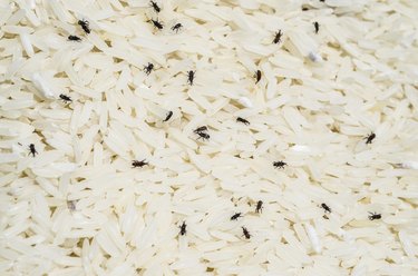 Weevil destroys rice