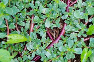 Portulaca Orelacea