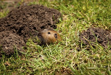 Gopher Peaking Out of Hole