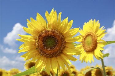 Sunflower, Yamanashi Prefecture, Honshu, Japan