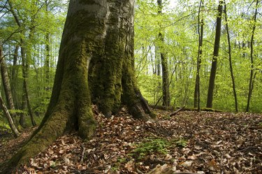 Pszczewski Park. Wielkopolska.