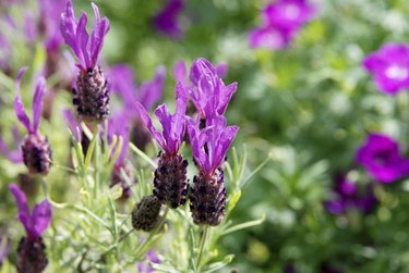 can lavender grow in partial shade