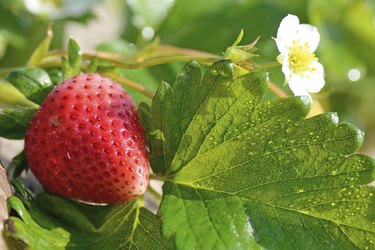 ripe strawberry