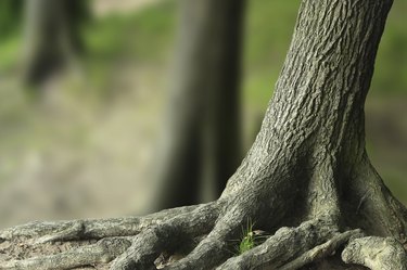 Tree roots exposed above soil
