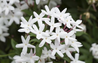 Lovely Star Jasmine blooming in spring