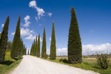 avenue lined with cypress trees in Tuscany