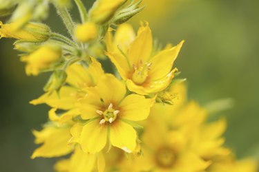 Lysimachia punctata flower (Garden Loosestrife), shallow DOF