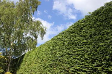 Image of tall Leyland cypress / Cupressus Leylandii hedge in garden