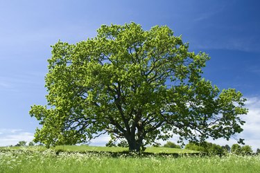 Old Oak tree in green meadow